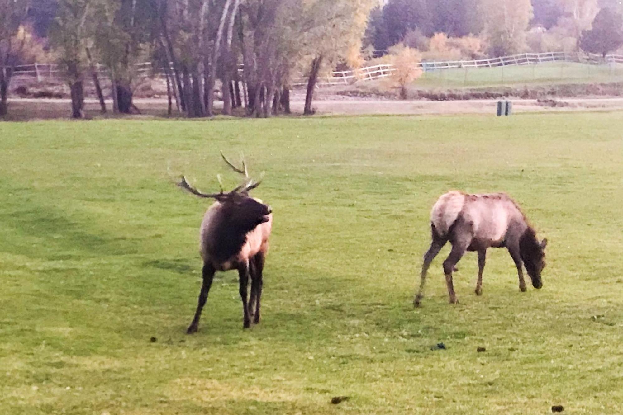 Fairways & 14Ers Villa Estes Park Buitenkant foto